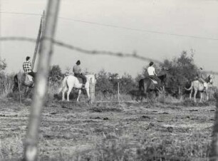 Reiterferien in der Camargue