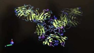 An introduction to immunoglobulin G