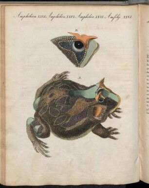 No. 73. Amphibien XXVI. Sonderbare Amphibie.