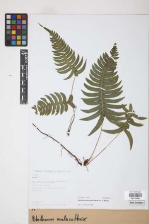 Blechnum malacothrix Maxon & C.V. Morton