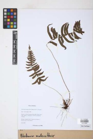 Blechnum malacothrix Maxon & C.V. Morton