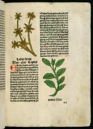 90r, Leberkraut (156. Kapitel)
