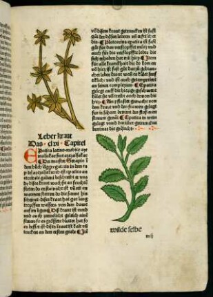 90r, Leberkraut (156. Kapitel)