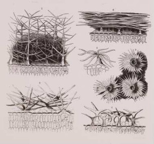 Verzweigte Haare. Reproduktion aus: Anton Kerner von Marilaun, Adolph Hansen "Pflanzenleben 1. Gestalt und Leben der Pflanze", 1896
