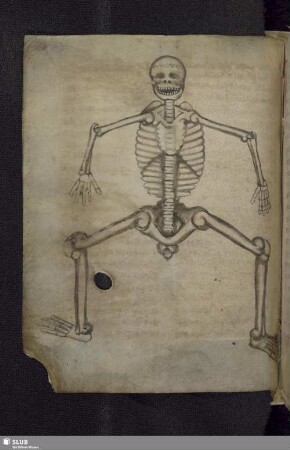57v: Federzeichnung eines menschlichen Skeletts