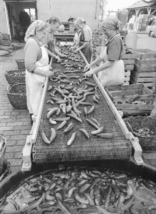 Obst- und Gemüsekonservierung in Lübbenau : Lübbenau/Spreewald, Firma Abraham. Obst- und Gemüsekonservierung, Arbeiterinnen und Lehrling beim Sortieren von Spreewaldgurken am Fließband