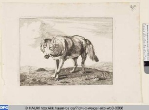 Wolf