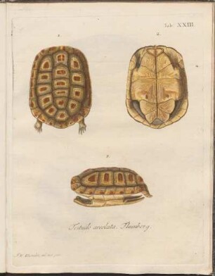 Tab. XXIII: Testudo areolata Thunberg