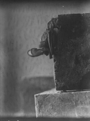 Fledermaus : Portrait einer Fledermaus (Microchiroptera Dobson).