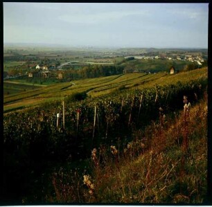 Müllheim, Reggenhag: herbstliche Landschaft, Weinberg mit Blick ins Rheintal