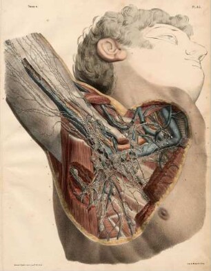Lymphgefäße und Lymphdrüsen an der Achsel