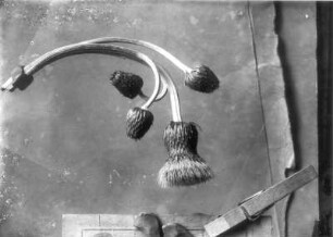 Blütenstand der Kratzdistel (Cirsium)