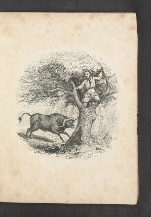Tafel: [Der Büffel.]