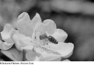 Nahaufnahme einer Blüte mit Insekt