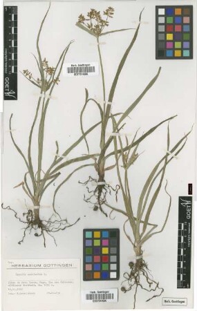 Cyperus esculentus L.