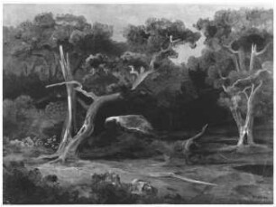 Waldlichtung