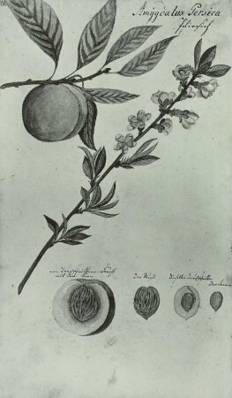 Pflanzenhandschrift: Rosengewächse - Rosaceae, Pfirsiche Prunus persica L. nlühend mit Frucht und Samen