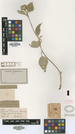 Julocroton subpannosus (Müll.Arg. ex Griseb.) Müll.Arg. [type]