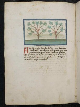 Kräuterpflanze: Arthimesia (Artemesia vulgaris / Asteraceae) / Beifuß; (aus Konrads von Megenberg "Buch der Natur")