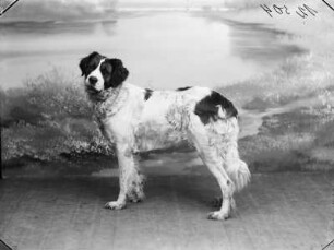 Hund