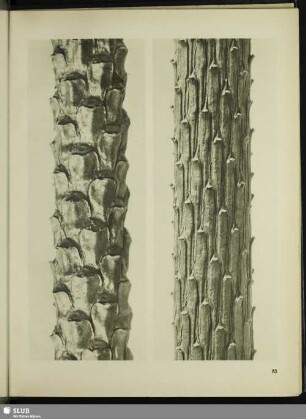 Pinus silvestris. Gemeine Kiefer, Föhre. Zweigstück ohne Nadeln in 8facher Vergrößerung