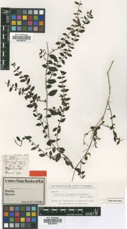 Schelveria arguta Nees [isotype]