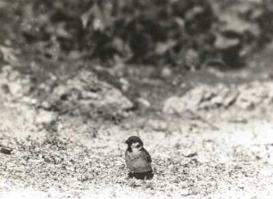 Feldsperling (Passer montanus L.), am Boden