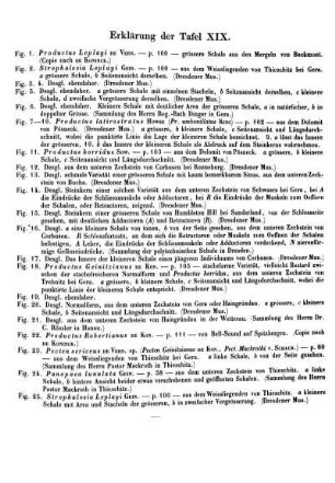 Erklärung der Taf. XIX.