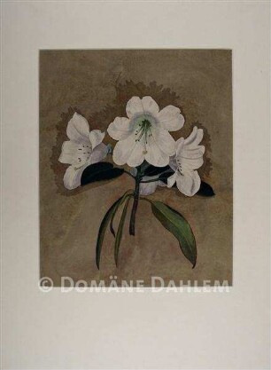 Tuschzeichnung "Blumen"