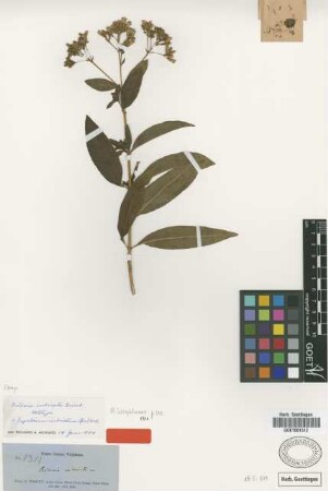 Critonia imbricata Griseb. [holotype]