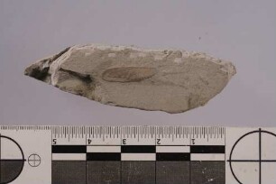 Termite (Ulmeriella willershausensis)