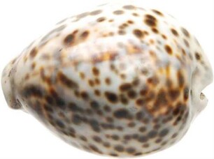 Gehäuse einer Kaurischnecke (Cypraea tigris)