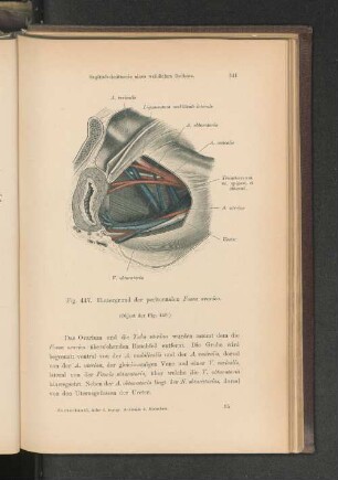 Fig. 447. Sagittalschnitt eines weiblichen Beckens.