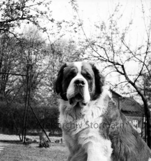 Bernhardinerzucht Heldt: Siegerhund "Astor vom Heldenhof" auf Rasen: hinten Zaun und Bäume: dahinter rechts Wohnhaus