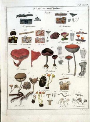 2e Tafel der Kelchschwämme