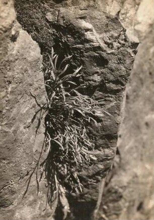 Nordischer Streifenfarn (Asplenium septentrionale). Schmiedeberg im Erzgebirge