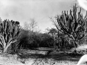 Trockenvegetation : Landschaft mit Kakteen