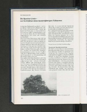 Die Specker Linde - zur Architektur eines tausendjährigen (?) Baumes