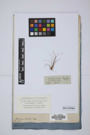 Eleocharis costata Presl