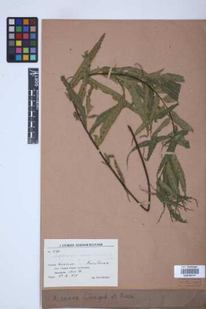 Asplenium serra Langsd. & Fisch.