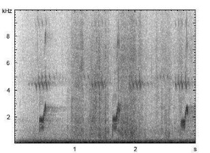 Ziegenmelker | Caprimulgus europaeus - Flugruf