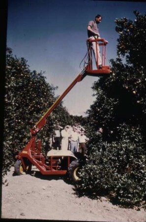 Fotografie: Obstbau, Ernteverfahren, Erntetechnik, Arbeitskraft, Handarbeit