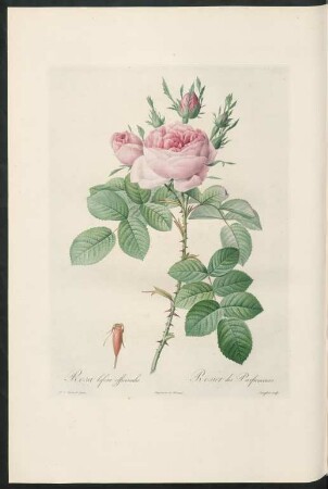 Rosa bifera officinalis. Rosier des Parfumeurs. Langlois sculp.