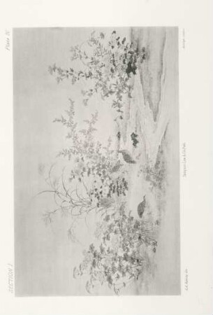 Plate IV.