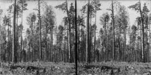 Wald : Blick in einen Hochwald