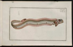 CLXXr, Cepola Taenia