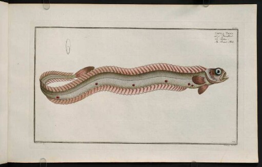 CLXXr, Cepola Taenia