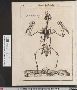 [Skelett eines Falken, Vorderansicht]