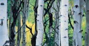 Faszination Natur - Seven Seasons