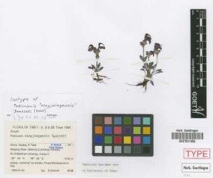 Pedicularis ningjungensis Yamazaki [isotype]